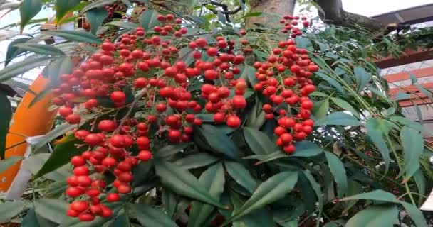Red Fruits Nanten Nandina Ward Evil Fruits Growing Precincts Shrine — Stock Video