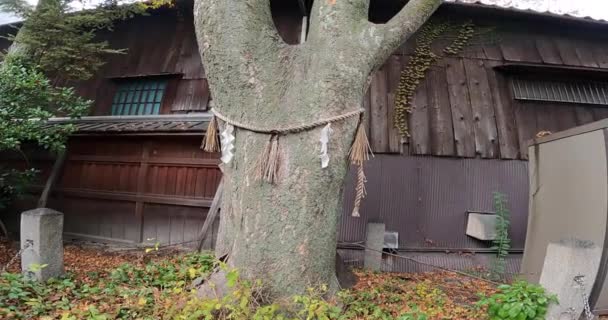 Birkaç Yüz Yıllık Büyük Bir Ağaç Kutsal Bir Ağaç Kyoto — Stok video