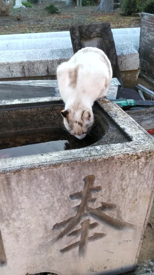 White Cat Drinking Water Old Stone Tub White Cat Met — Stock Video