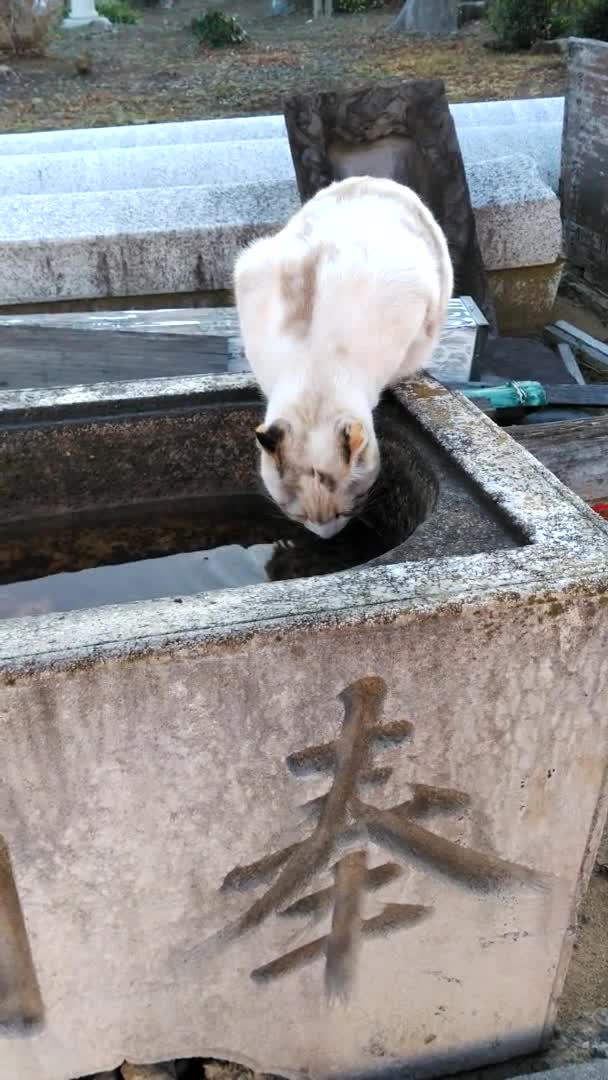 White Cat Drinking Water Old Stone Tub White Cat Met — Stock Video