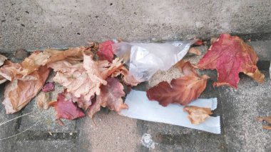 Sonbahar çöpü: Düşen çöp ve ölü izinleri. Japonya