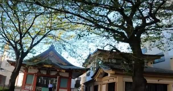 Japonya Tokyo Asakusa Sabahları Sessiz Sıradan Bir Cadde Torii Kutsal — Stok video