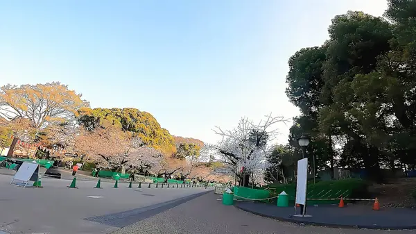 Kiraz çiçekleri Ueno Park, Tokyo, Japonya 'daki Ueno Toshogu Tapınağı' na yaklaşıyoruz.