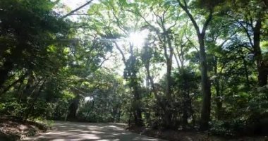 Meiji Shrine - Enter from the west approachJapan Tokyo. A shrine dedicated to Emperor Meiji. artificial forest. The shrine with the largest number of New Year visitors in Japan