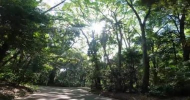 Meiji Shrine - Enter from the west approachJapan Tokyo. A shrine dedicated to Emperor Meiji. artificial forest. The shrine with the largest number of New Year visitors in Japan