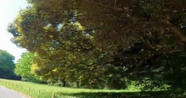 Meiji Shrine - Enter from the west approachJapan Tokyo. A shrine dedicated to Emperor Meiji. artificial forest. The shrine with the largest number of New Year visitors in Japan