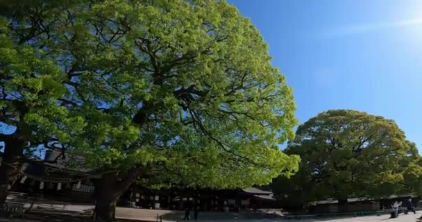Meiji Shrine Enter West Approachjapan Tokyo Shrine Dedicated Emperor Meiji — Vídeo de stock