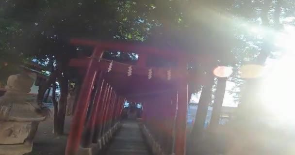 Torii Hanazono Shrine Shinjuku Inari Shrine Sacred Treejapan Tokyo Shinjuku — Vídeo de stock