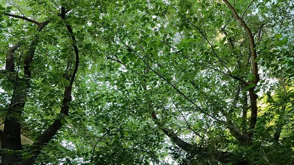 Sakurada Tapınağı, Nishi-Azabu, Minato-ku, Tokyo, Japonya 'da bir tapınak.