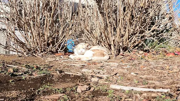 Cat, white cat, sleeping outside, walking cat, cat face.