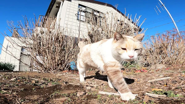 Kedi, beyaz kedi, dışarıda uyuyor, yürüyen kedi, kedi surat.
