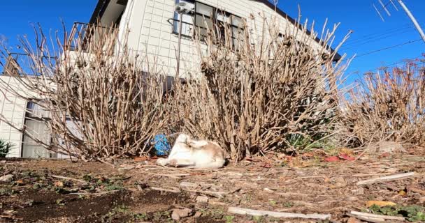 Kucing Kucing Putih Tidur Luar Kucing Berjalan Wajah Kucing — Stok Video