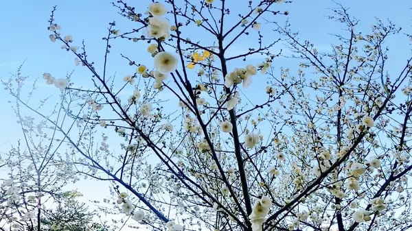 White plum blossoms, early bloom, full bloom, early spring, blue sky