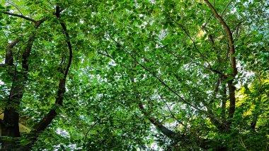 Sakurada Tapınağı, Nishi-Azabu, Minato-ku, Tokyo, Japonya 'da bir tapınak. Roppongi İstasyonu 'ndan 7 dakika uzaklıkta. 1180 yılında, Minamoto no Yoritomo' nun emriyle Kasumigaseki Sakuradaon 'un dışında kutsanmıştı. https://youtu.be/uvbH_sp7LwE