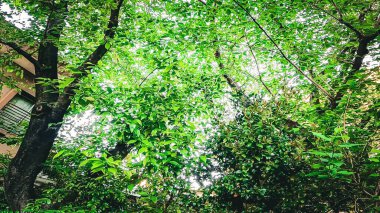 Sakurada Tapınağı, Nishi-Azabu, Minato-ku, Tokyo, Japonya 'da bir tapınak. Roppongi İstasyonu 'ndan 7 dakika uzaklıkta. 1180 yılında, Minamoto no Yoritomo' nun emriyle Kasumigaseki Sakuradaon 'un dışında kutsanmıştı. https://youtu.be/uvbH_sp7LwE