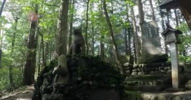 Mitsumine Tapınağı Kurt heykeli Okariya Shrine. Mitsumine, Chichibu City, Saitama Bölgesi, Japonya Mitsumine Tapınağı