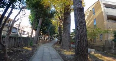 Ogikubo Hakusan Tapınağı, ginkgo yapraklarının döküldüğü tapınağa doğru yürüyordu. Kamiogi, Suginami Ward, Tokya 'da bir türbe olan Ogikubo Hakusan Tapınağı, tapınağın efsanesine göre, Bunmei döneminde kurulmuştur (1469-1486).) 