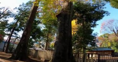 Ogikubo Hachiman Tapınağı, önce dağ geçidine, sonra da torii kapısına bakıyor. Bu tapınağın Kamiogi, Suginami Ward, Tokyo 'da olduğu söyleniyor. Kanpei döneminde kurulduğu söyleniyor (889-898).).