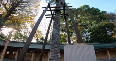 Arazideki Ogikubo Hachiman Tapınağı Ağacı: Ota Dokan 'ın diktiği selvi ağacı. Bu türbe Kamiogi, Suginami Ward, Tokyo' da bulunuyor. Kanpei döneminde kurulduğu söylenir (889-898).).