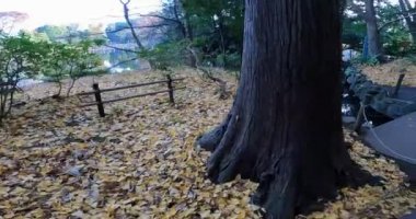 Osonoi Ichikishima Tapınağı, Zenpukuji Park 'ta bir türbe, Suginami Ward, Tokyo