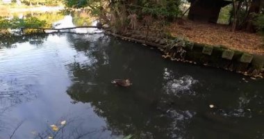 Osonoichikishima (Zenpukuji Parkı 'nda) ördeklerin yüzdüğü küçük bir adada ve suyun kenarında duran küçük bir türbe. Zenpukuji, Suginami Ward, Tokyo' da Zenpukuji Park 'ta bir türbe olan Osonoi Ichikishima Tapınağı.