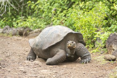 Galapagos Adaları 'na özgü dev kaplumbağalar. Dünyada eşi benzeri olmayan büyüklükleriyle vahşi doğada yaşıyorlar.. 