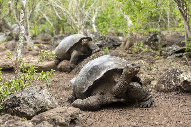 Galapagos Adaları 'na özgü dev kaplumbağalar. Dünyada eşi benzeri olmayan büyüklükleriyle vahşi doğada yaşıyorlar.. 