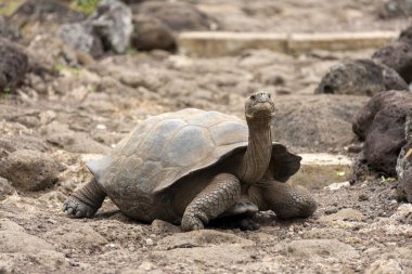 Galapagos Adaları 'na özgü dev kaplumbağalar. Dünyada eşi benzeri olmayan büyüklükleriyle vahşi doğada yaşıyorlar.. 
