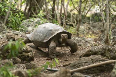 Galapagos Adaları 'na özgü dev kaplumbağalar. Dünyada eşi benzeri olmayan büyüklükleriyle vahşi doğada yaşıyorlar.. 