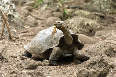 Galapagos Adaları 'na özgü dev kaplumbağalar. Dünyada eşi benzeri olmayan büyüklükleriyle vahşi doğada yaşıyorlar.. 