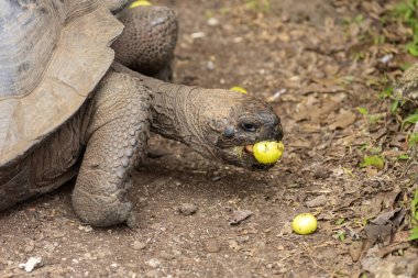 Galapagos Adaları 'na özgü dev kaplumbağalar. Dünyada eşi benzeri olmayan büyüklükleriyle vahşi doğada yaşıyorlar.. 