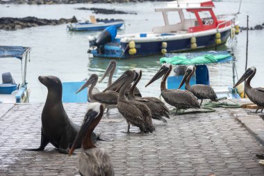 Deniz aslanları, Galapagos Adaları 'na özgü deniz aslanları. Dünyada eşi benzeri olmayan deniz ve kumsalda yaşayan, insanlarla yaşayan deniz aslanları. 