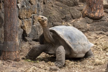 Galapagos Adaları 'na özgü dev kaplumbağalar. Dünyada eşi benzeri olmayan büyüklükleriyle vahşi doğada yaşıyorlar.. 