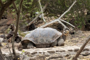 Galapagos Adaları 'na özgü dev kaplumbağalar. Dünyada eşi benzeri olmayan büyüklükleriyle vahşi doğada yaşıyorlar.. 