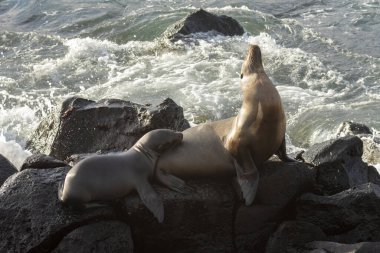 Deniz aslanları, Galapagos Adaları 'na özgü deniz aslanları. Dünyada eşi benzeri olmayan deniz ve kumsalda yaşayan, insanlarla yaşayan deniz aslanları. 