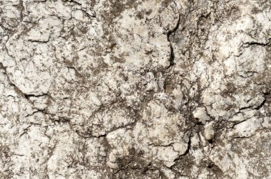 Taşların dokuları kayalar ağaç ağaçları ve ağaç gövdeleri birçok şekil çizimleri ve doğanın dokuları. 