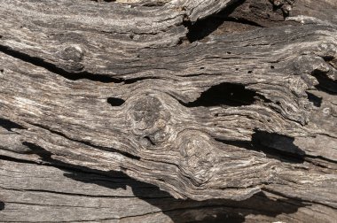 Taşların dokuları kayalar ağaç ağaçları ve ağaç gövdeleri birçok şekil çizimleri ve doğanın dokuları. 