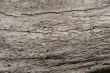 Taşların dokuları kayalar ağaç ağaçları ve ağaç gövdeleri birçok şekil çizimleri ve doğanın dokuları. 