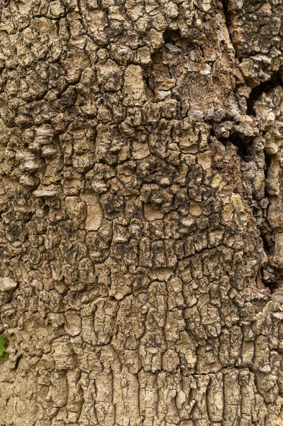 石のテクスチャ 木の木やトランクの樹皮 多くの図面や自然のテクスチャのプレート — ストック写真