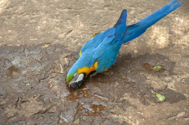 native birds of the jungle of South America, parrots, macaws and toucans with their beautiful colors 