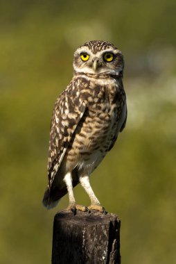 Yeşil bulanık arkaplan ile yükselen bir kütük üzerinde duran vahşi baykuş 