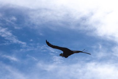 Vahşi And Akbaba kuşu gökyüzünde özgürce uçuyor açık mavi gökyüzü arkaplanıyla dağlarda 