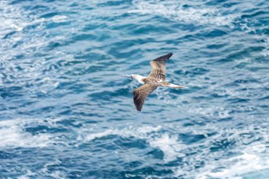 Pasifik Okyanusu 'ndaki Galapagos Adaları' nın mavi, yeşil suları ve volkanik kayalarıyla deniz, dalgalar ve uçurumlarla kaplı plaj manzarası. 