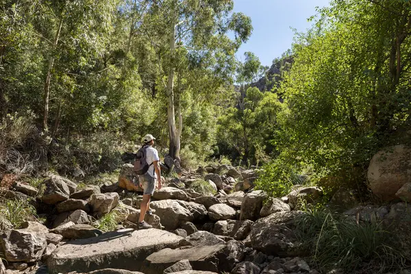 Dağlarda gezen yetişkin bir gezgin dağ ormanlarının güzel manzarasını gezer ve düşünür. 