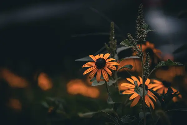 Bahçedeki güzel çiçekler