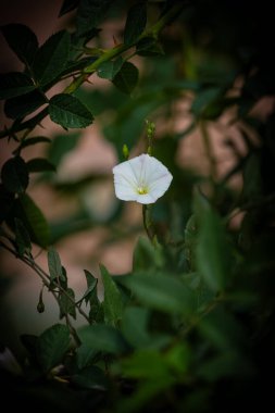 Güzel botanik fotoğrafı, doğal duvar kağıdı.