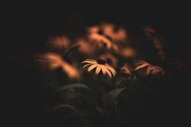 Güzel botanik fotoğrafı, doğal duvar kağıdı.