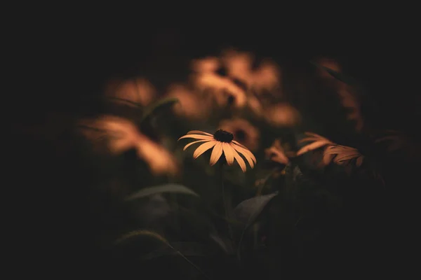 Güzel botanik fotoğrafı, doğal duvar kağıdı.