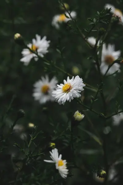 Bahçedeki güzel çiçekler