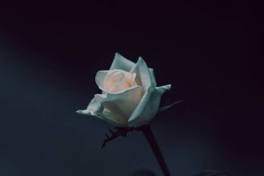 Koyu tonda su damlası olan beyaz gül çiçeği.